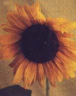 Sonnenblume