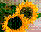 Sonnenblume
