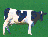A Cow in exchange for Kombucha