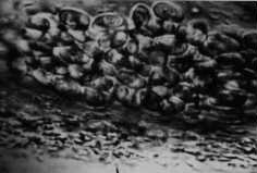 Ein Blick auf Kombucha durch das Mikroskop